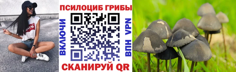 Галлюциногенные грибы Psilocybe  нарко площадка состав  Кстово  закладка 
